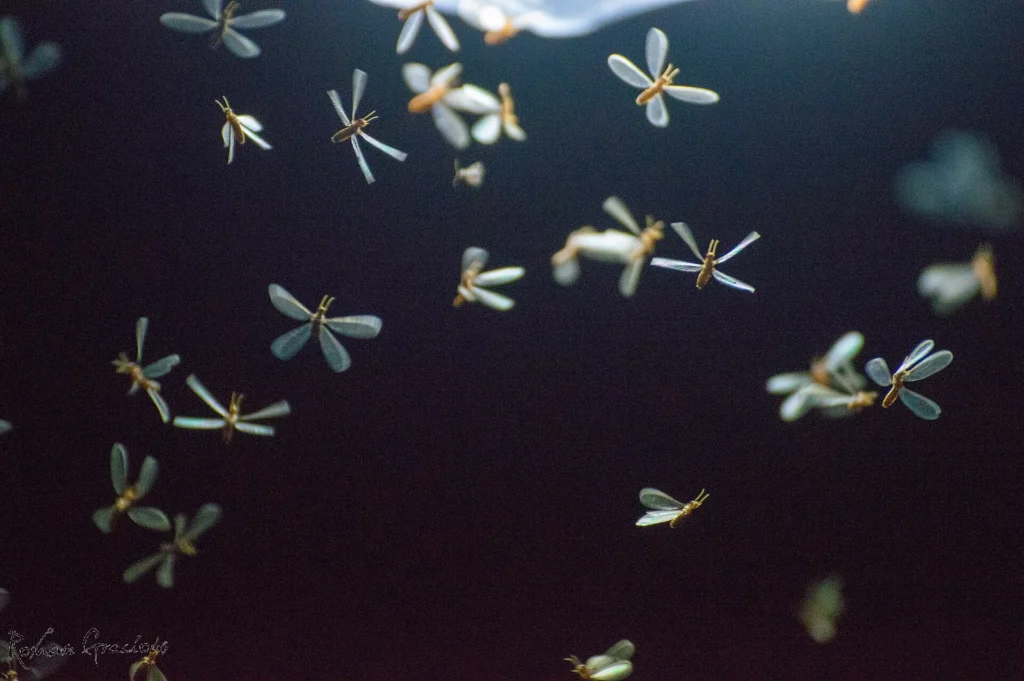 Flying Termites
