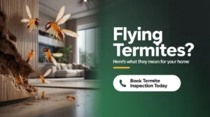 Flying Termites in dubai