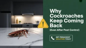 Why Do Cockroaches Keep Coming Back After Pest Control in Dubai